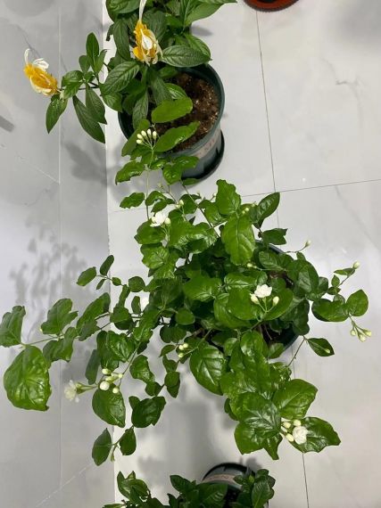 星落茉莉怎么样 星落茉莉内容介绍