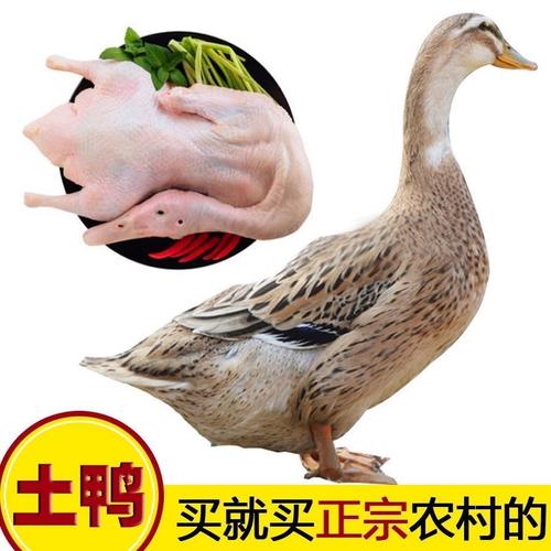 笨重的鸭子