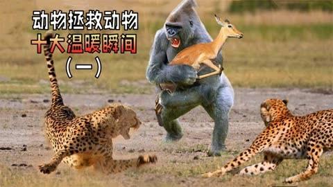 动物拯救