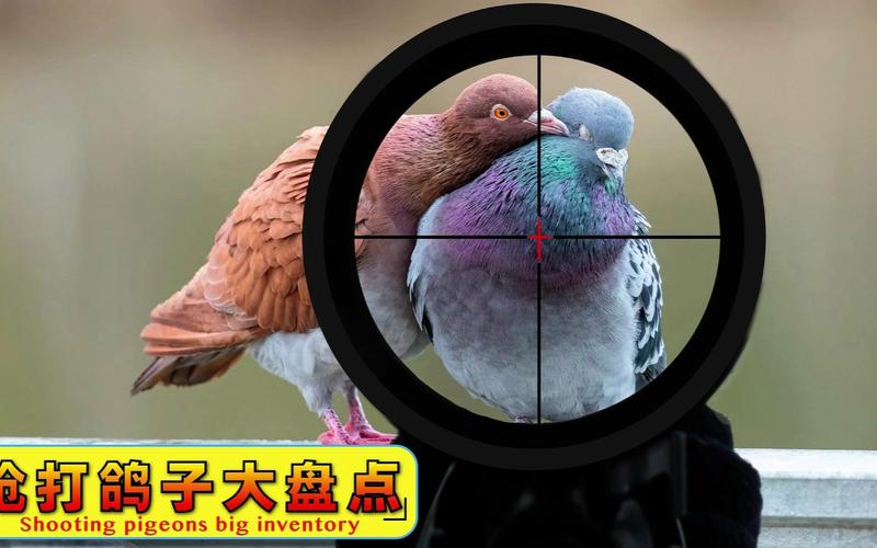 鸽子攻击 鸽子攻击