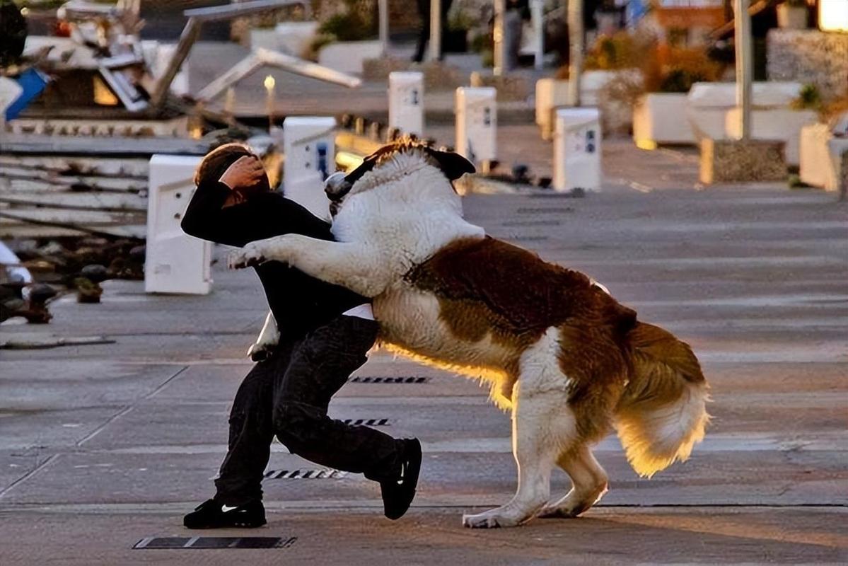 狗子的反击