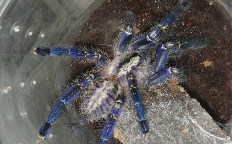 蜘蛛投食