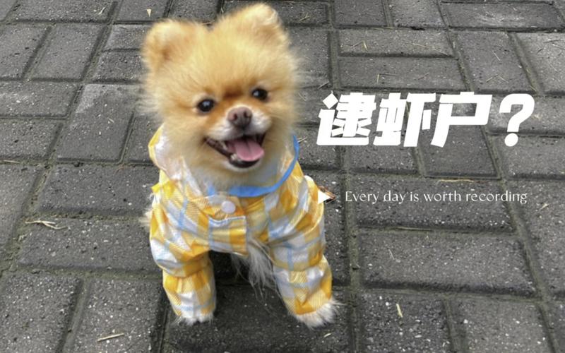 小狗酷跑