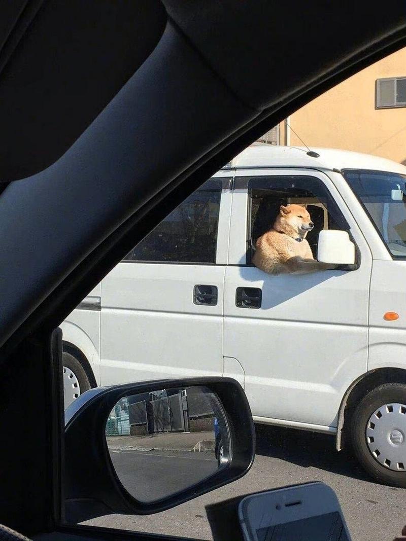 超级肌肉狗