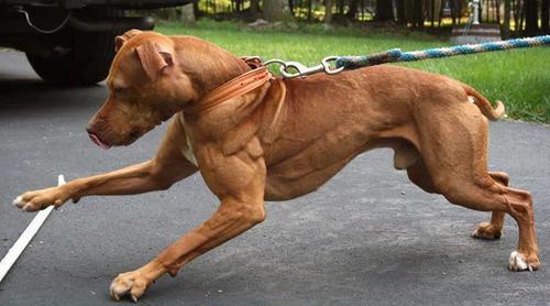 超级肌肉狗
