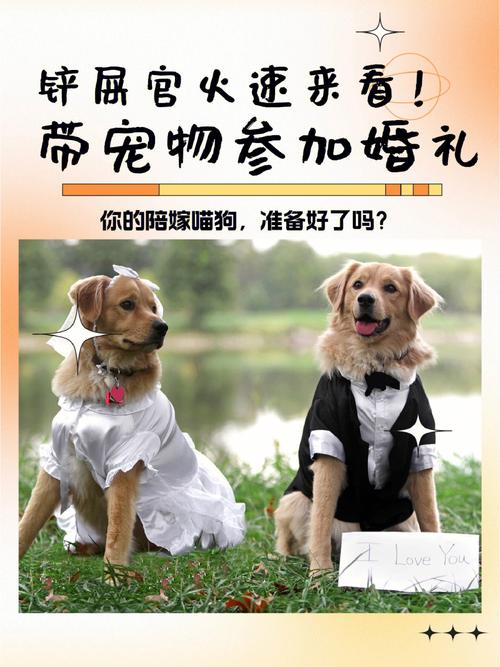 宠物结婚记