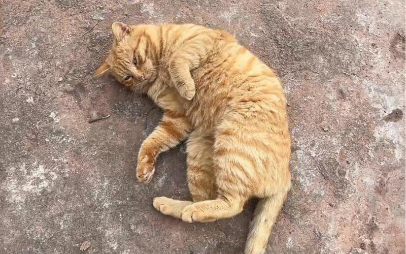 滚滚猫