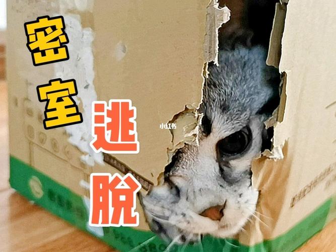 猫的逃脱