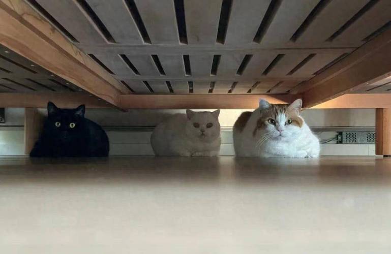 猫的逃脱 猫的逃脱