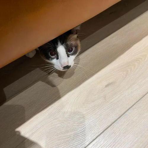 猫的逃脱