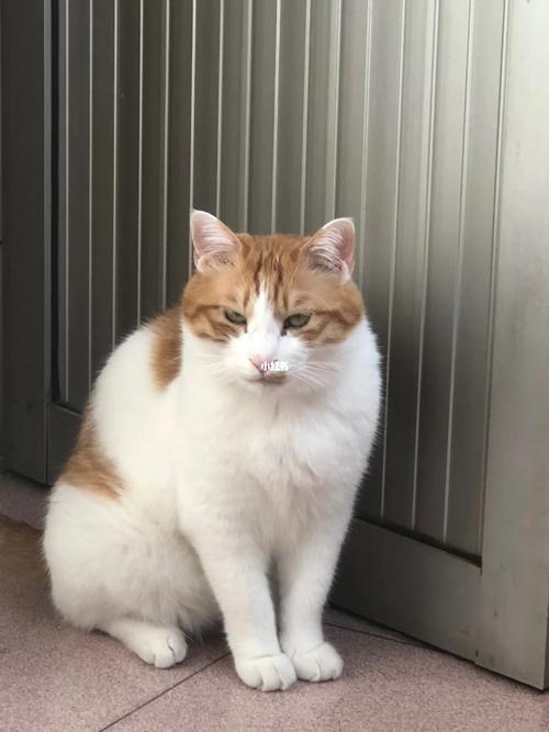 滚滚猫 滚滚猫