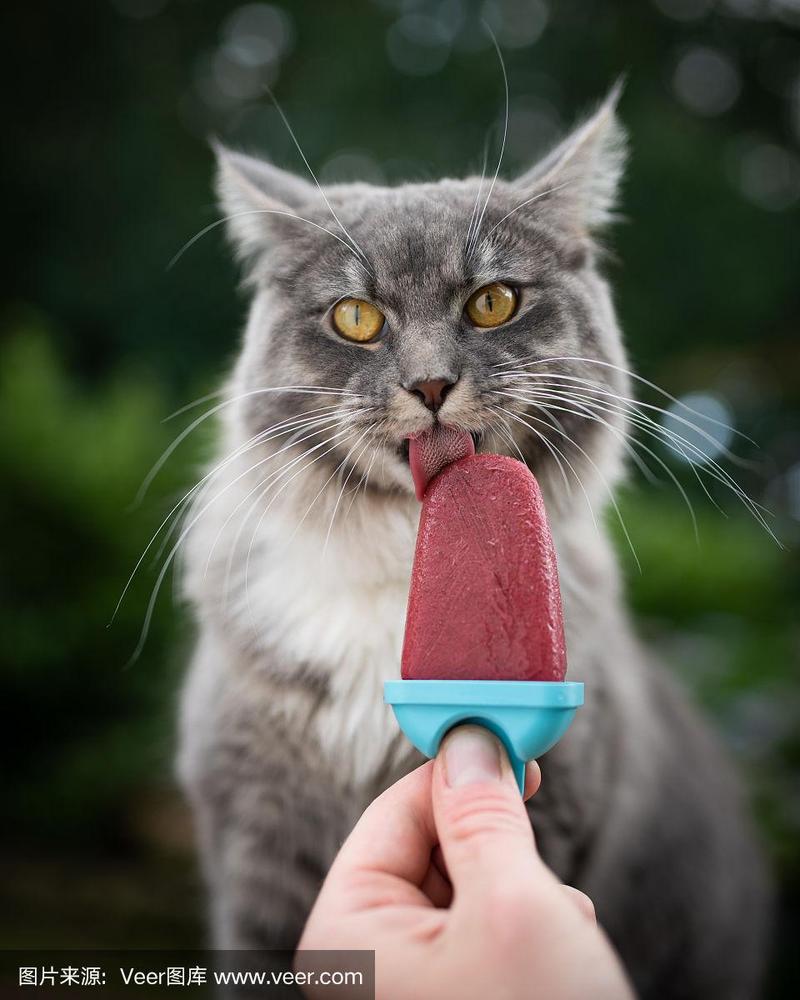 猫冰淇淋
