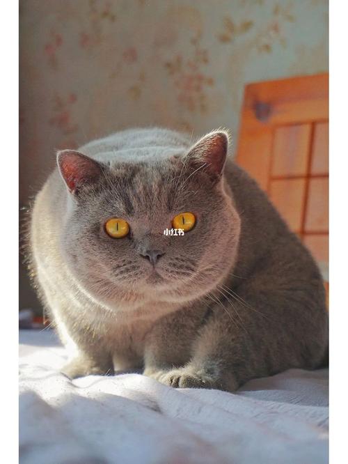 滚滚猫