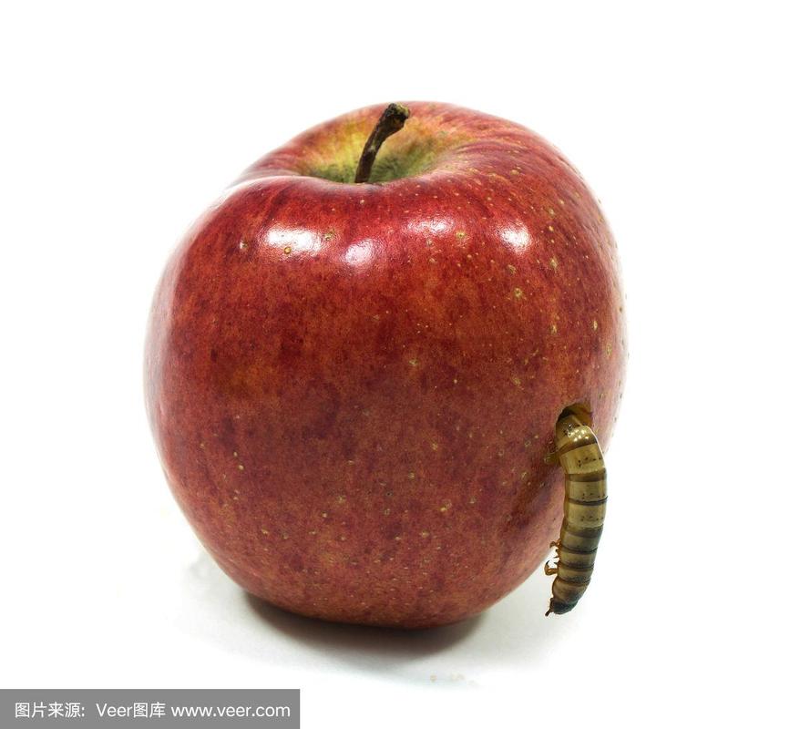 贪吃的苹果虫