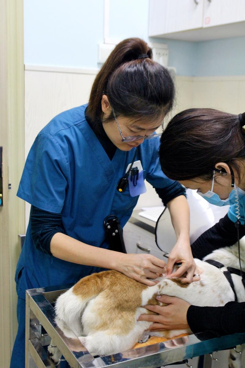 宠物治疗者 宠物治疗者