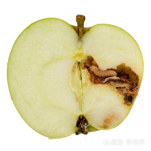 贪吃的苹果虫