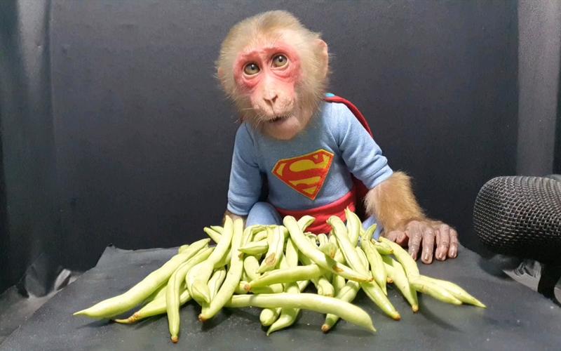 猴子吃豆人