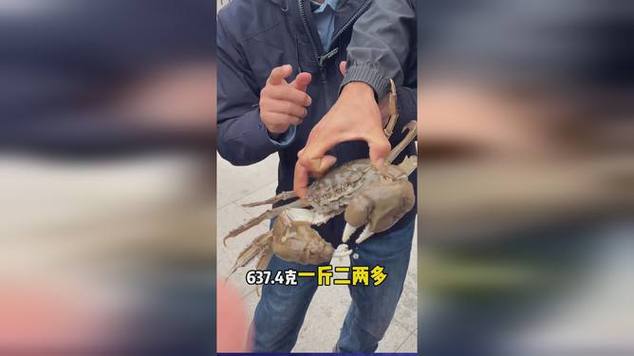 螃蟹争霸赛 螃蟹争霸赛