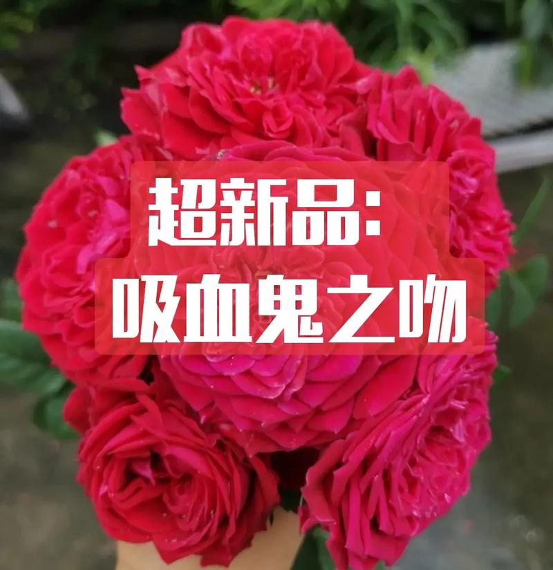 吸血鬼之吻
