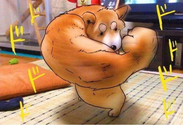 肌肉柴犬