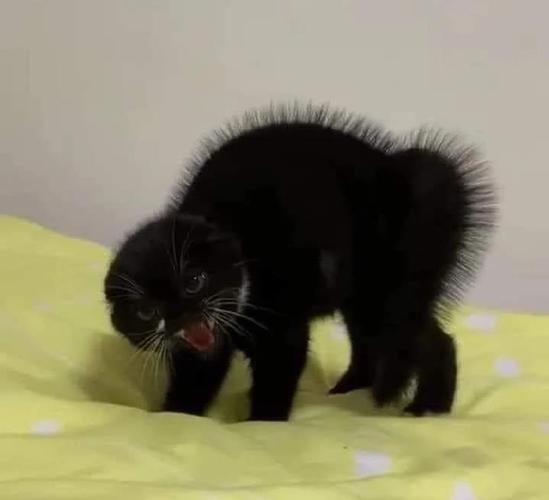 愤怒的毛球 愤怒的毛球