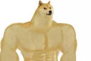 肌肉柴犬 肌肉柴犬