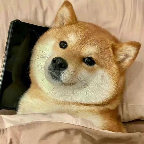 肌肉柴犬