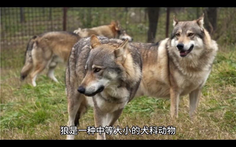 狼族生存