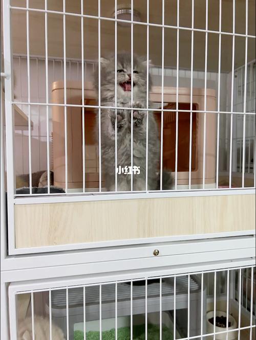 猫咪小家 猫咪小家
