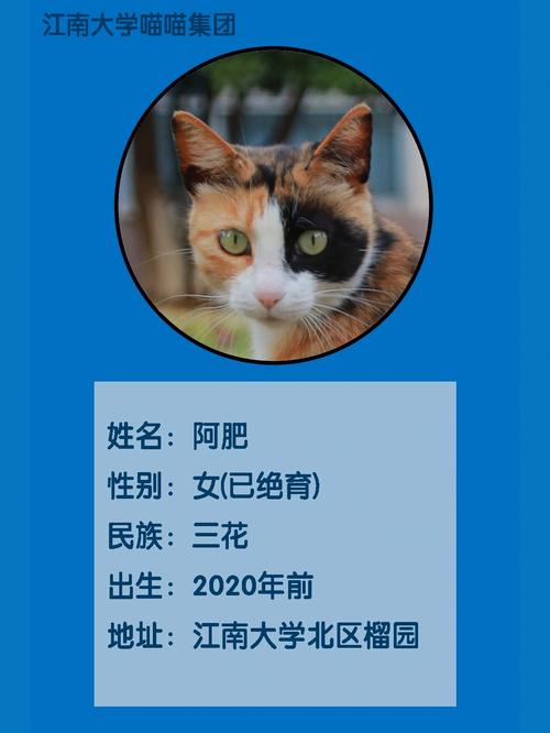 喵喵集团
