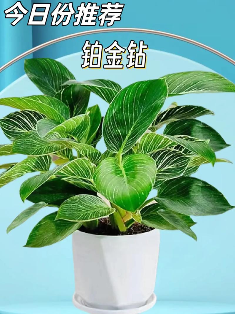 它会钻吗