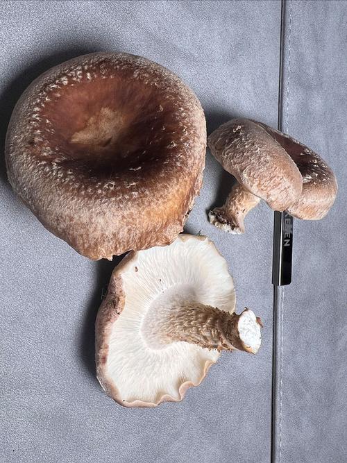 超级蘑菇 超级蘑菇