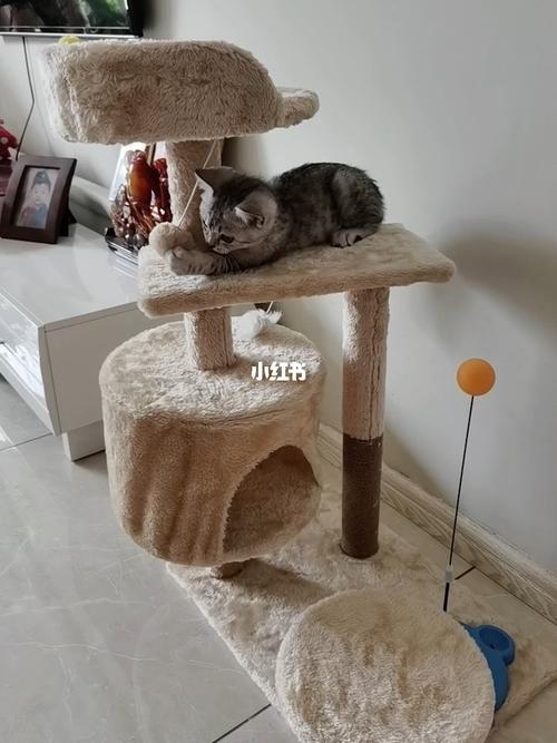 猫咪小家