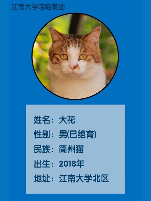 喵喵集团 喵喵集团