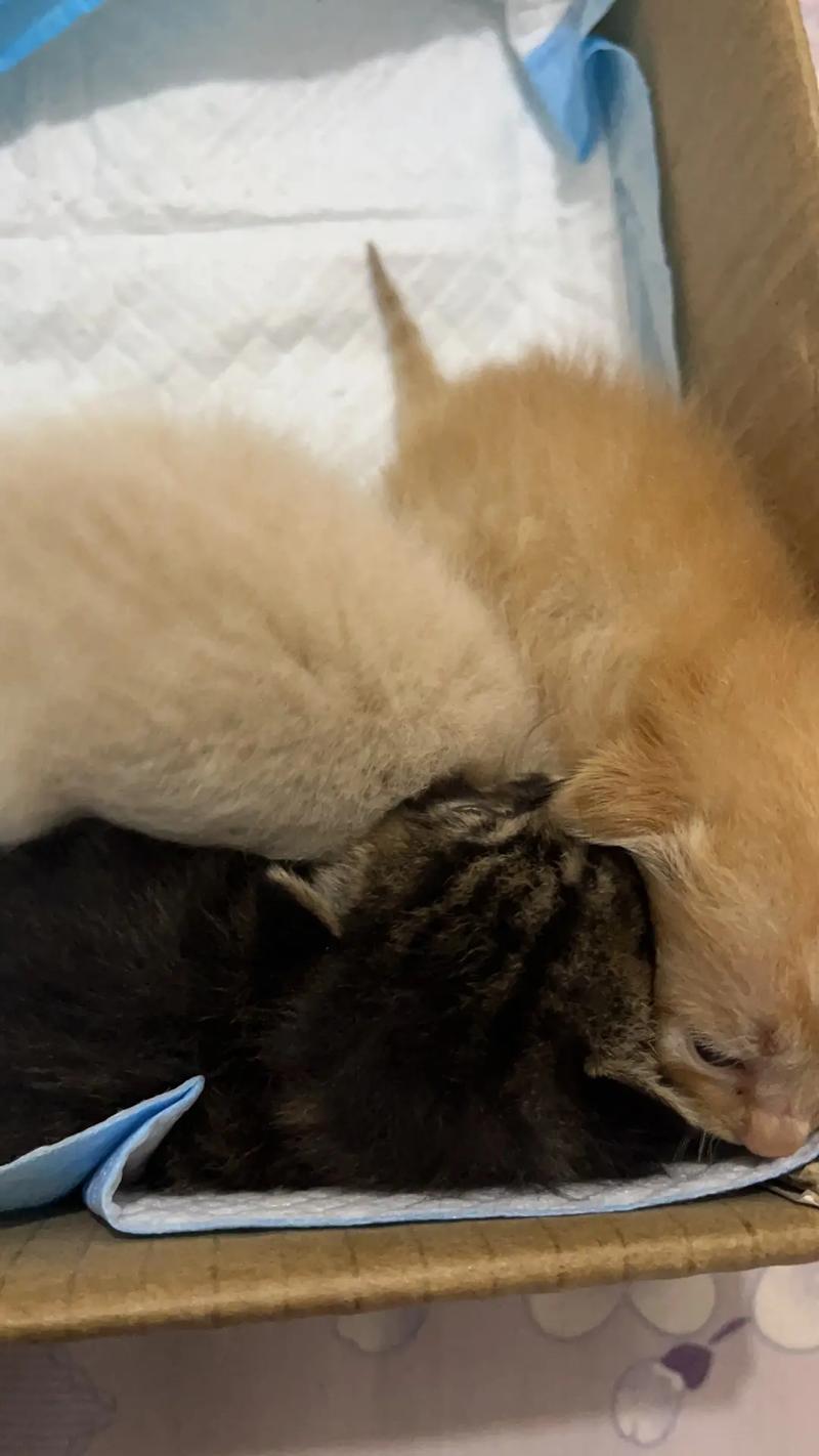 猫咪小家