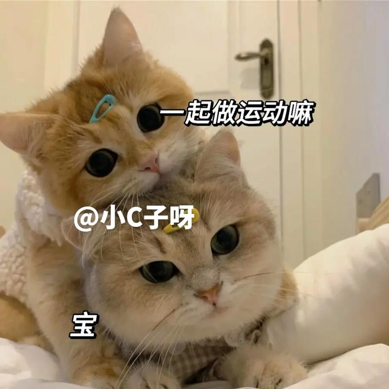 一起来做表情包 一起来做表情包