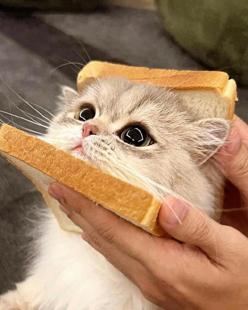 吐司猫