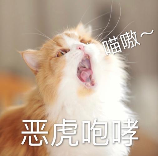 别惹喵星人