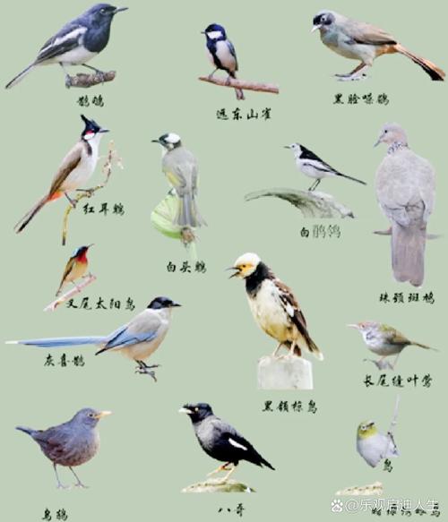 小鸟分类大师 小鸟分类大师