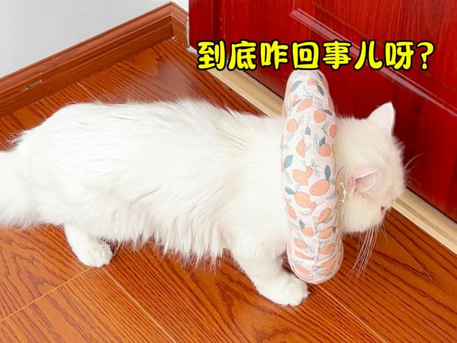 可爱的猫大冒险