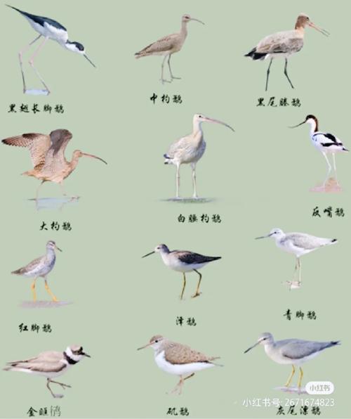 小鸟分类大师