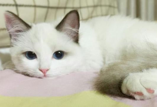 音乐猫咪