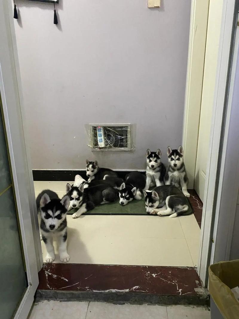 哈士奇萌宠屋 哈士奇萌宠屋