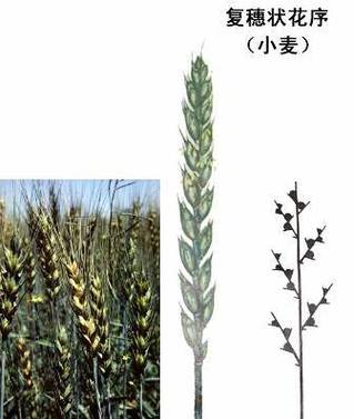 穗状保龄球 穗状保龄球