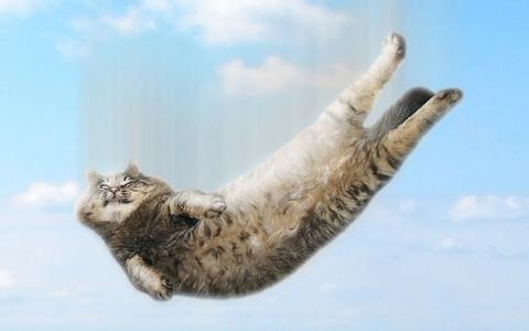 坠落的猫