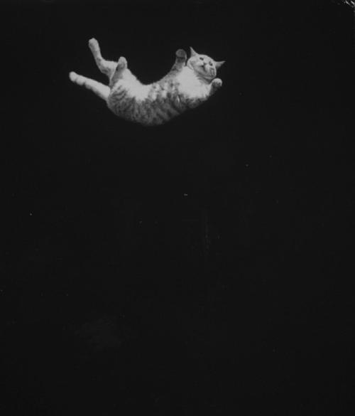 坠落的猫