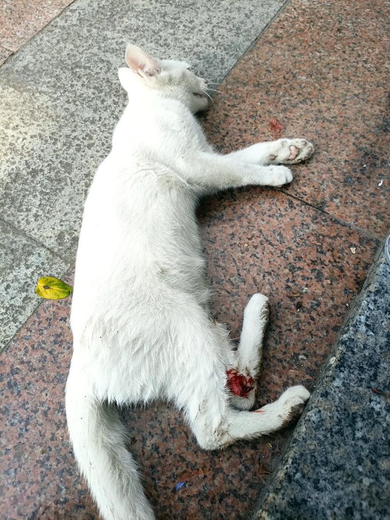 坠落的猫