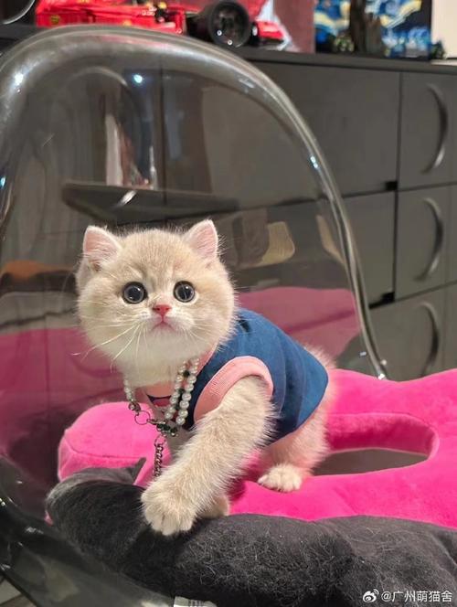 萌猫gogo