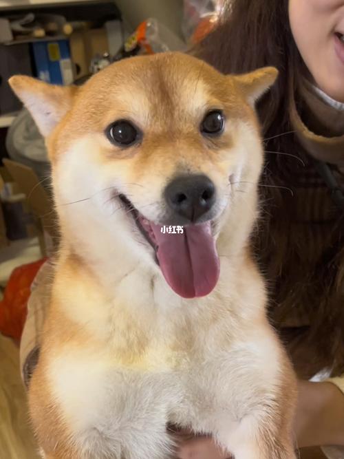 声控小狗