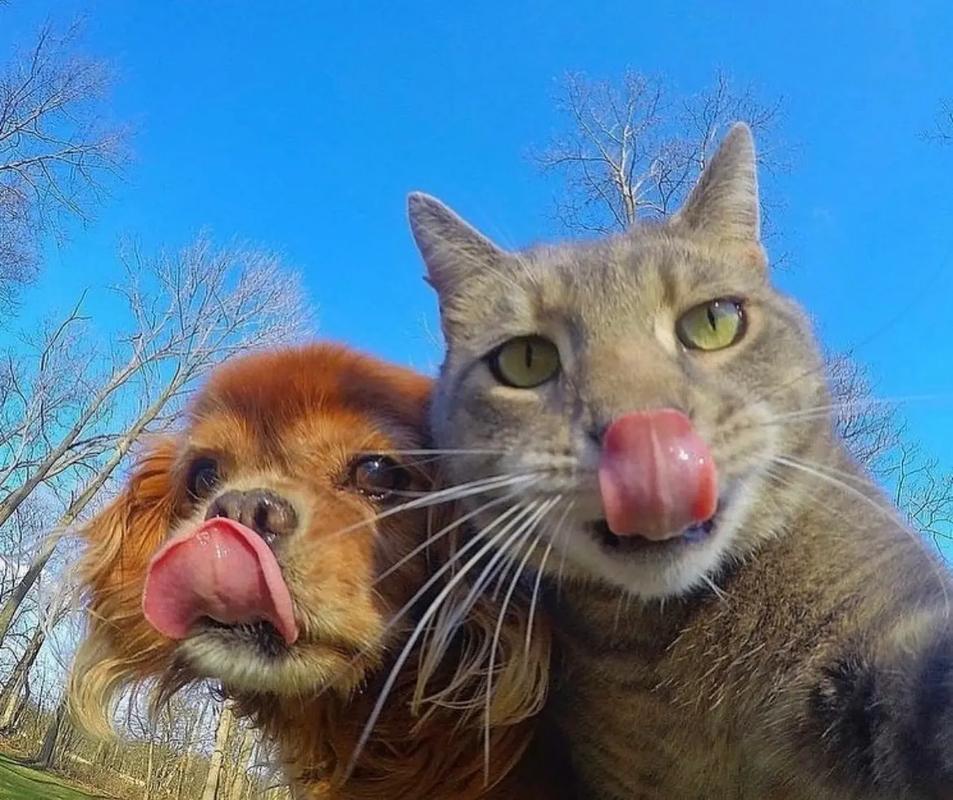 有趣的小猫